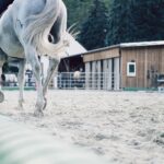 white horse standing on white sand